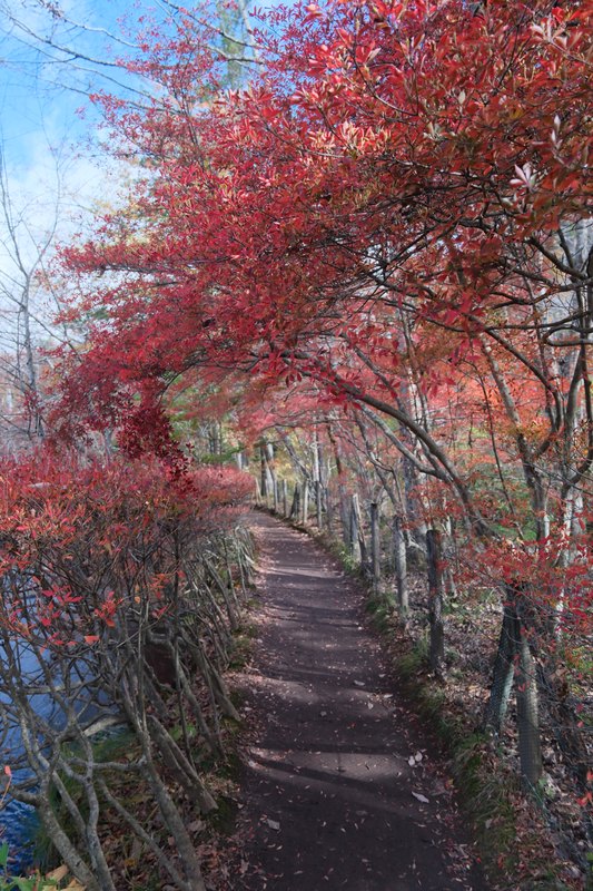 紅葉の枝に沿って続く池畔の小道。