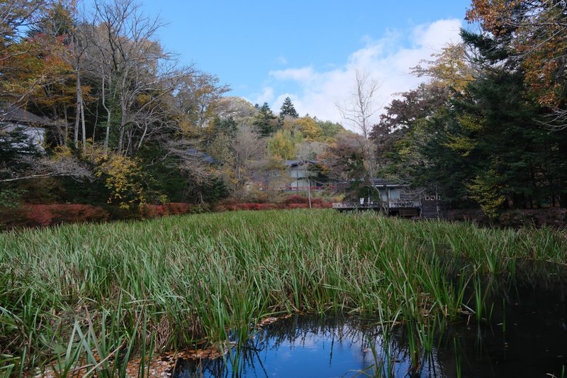 池の一角に広がる緑と、奥の木立。