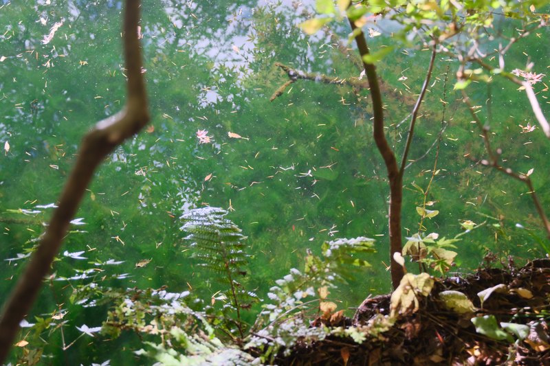 緑色の水面に浮かぶ落ち葉。