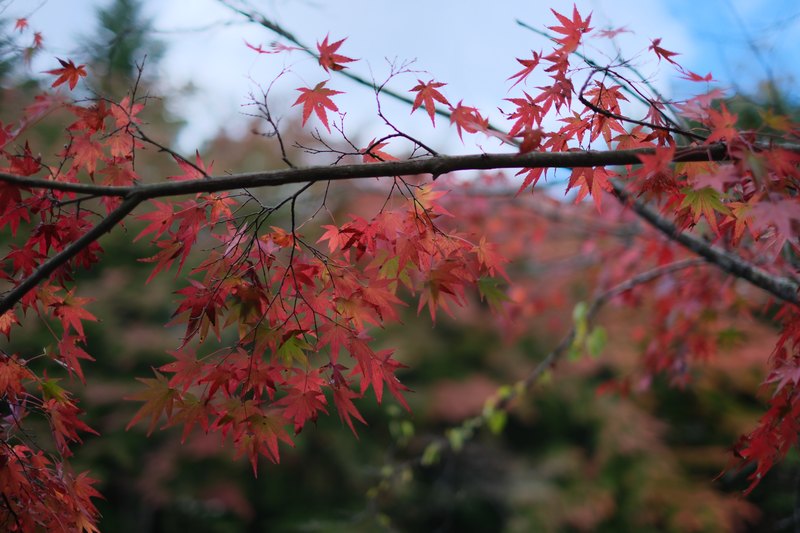 青空を背景に広がる紅葉の枝。