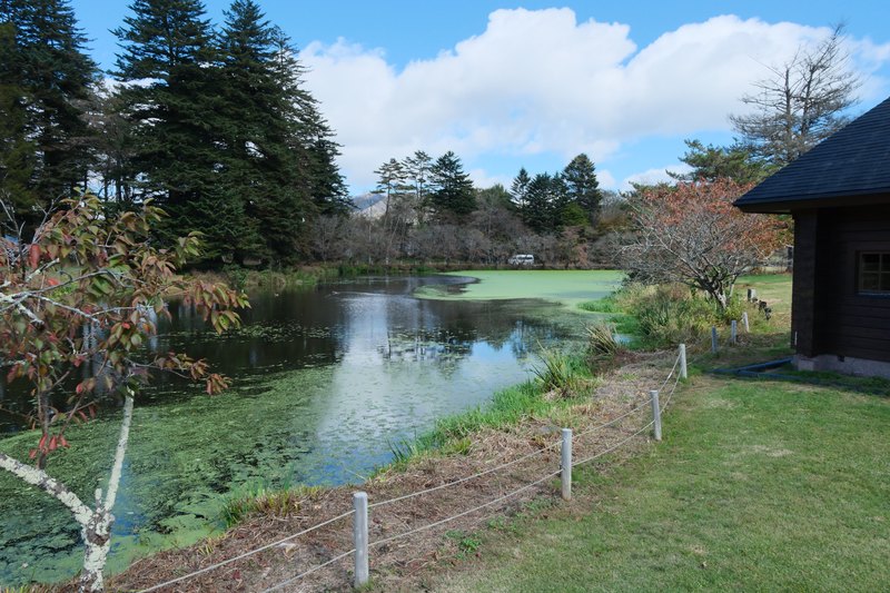 敷地の池と、周囲の木々。