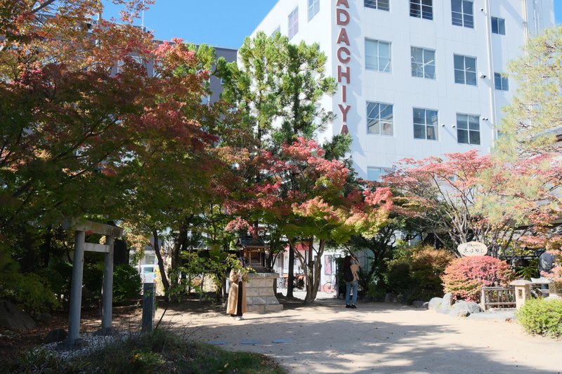 神社周辺の、色づく木々。
