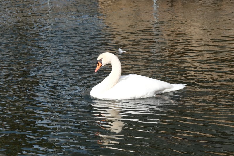 堀の水面を進む白鳥。