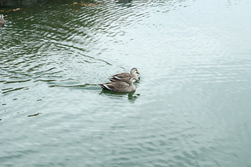 水面に波紋を残して進む鳥。