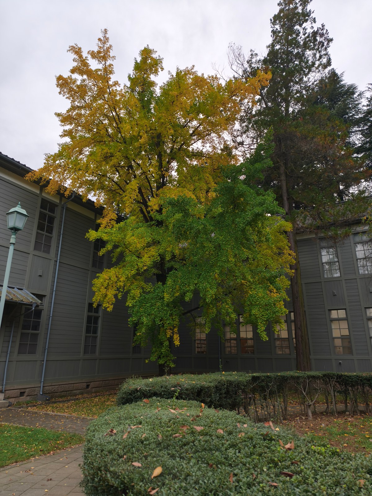 木造建物に囲まれた、黄緑色のイチョウ。